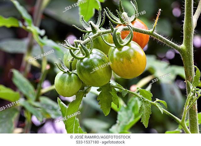Tomato plant in Cadalso de los Vidrios  Madrid  Spain