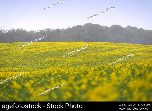 16 October 2020, Brandenburg, Reichenow-Möglin/Gt Herzhorn: White mustard (yellow mustard) grows in a meadow during light land rain