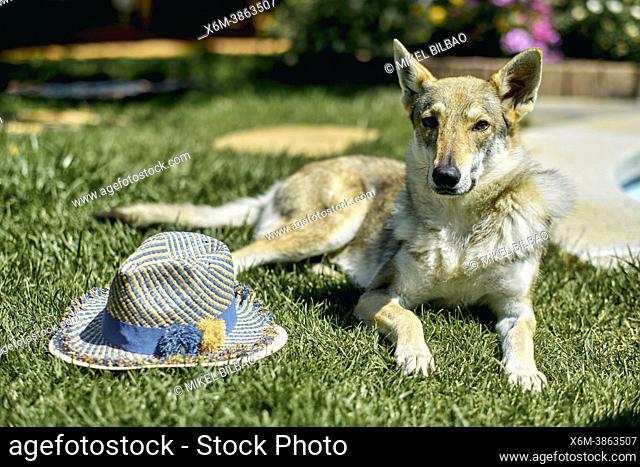 portrait of a wolfdog lying outdoor on the grass in the garden of a house next to a hat looking to the camera