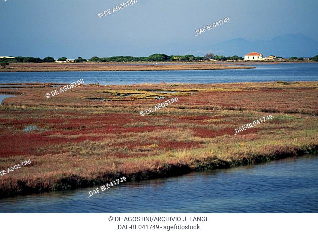 Marsh vegetation, Lefkada island, Greece