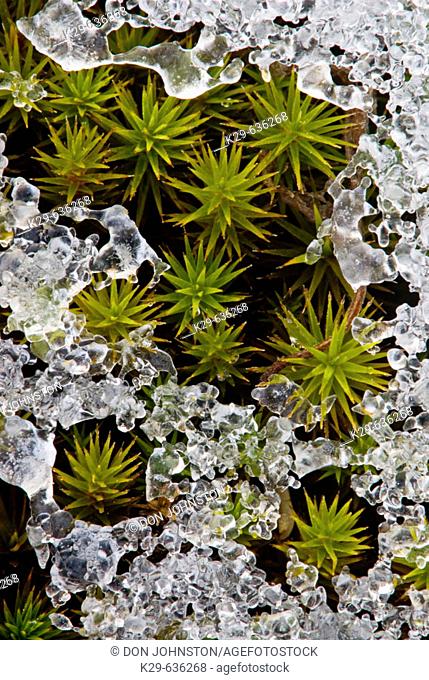 Hair Cap Moss (Polytrichium Commune) with crust of early winter snow