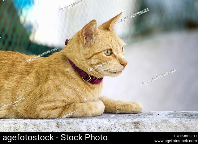 Close up view of a yellow domestic cat resting on a wall