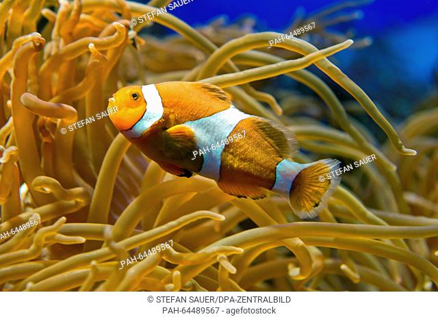 A ocellaris clownfish swims in an aquarium at the Oceanographic Museum in Stralsund,  Germany, 14 December 2015. Since 1970