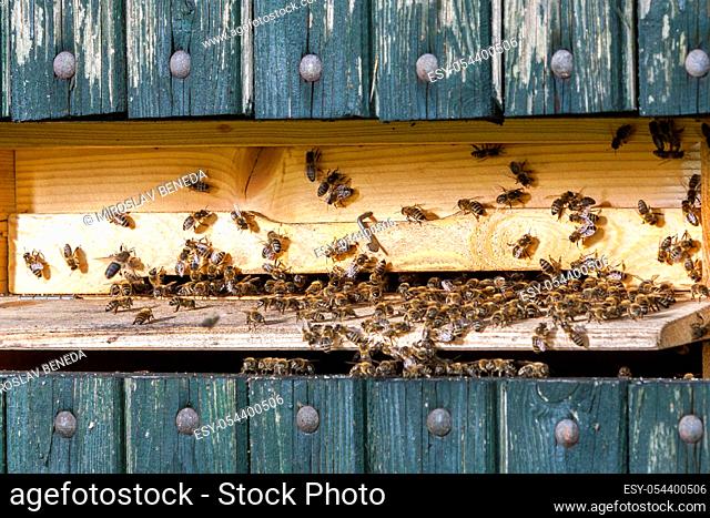 Queen bee - Beekeeping in the Czech Republic - honey bee, details of hive, honeycombs and bees, macro shot