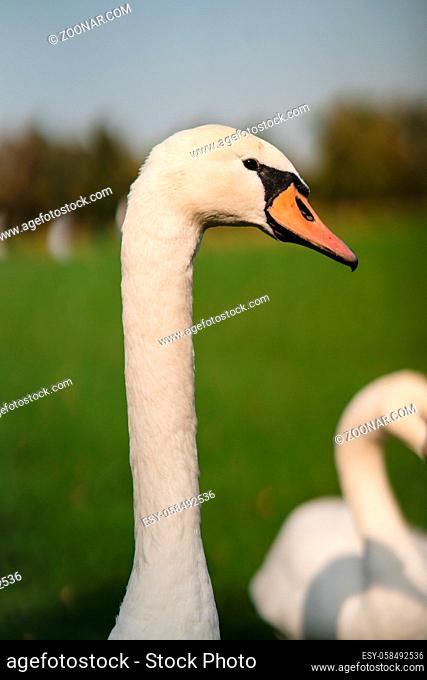 Mute Swan, Cygnus olor, Adult, close up. Beautiful white swan