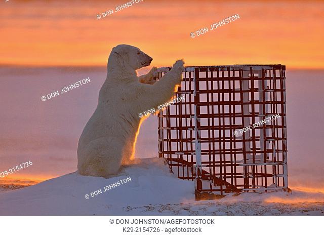 Polar bear (Ursus maritimus) curious bear investigating man-made structure, Wapusk NP, Cape Churchill, Manitoba, Canada