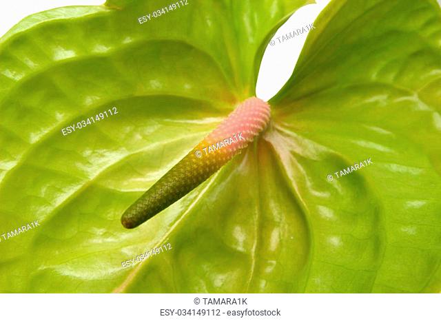 green anthurium with pink spadix on white background
