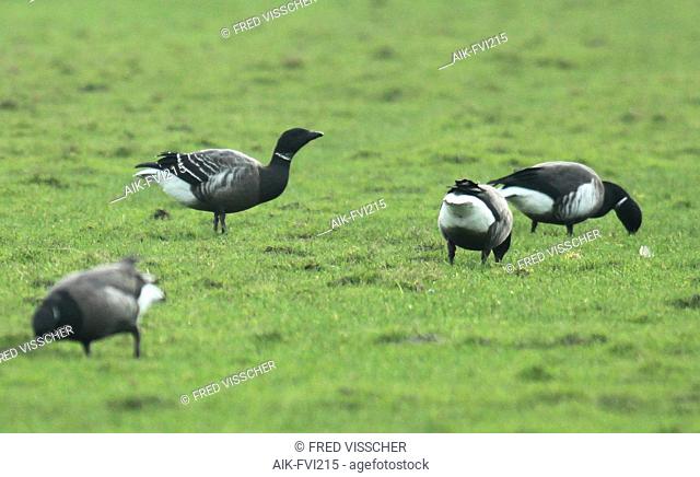 Hybrid first-winter Black Brant x Dark-bellied Brent Goose, seen from the side, wintering in the Netherlands