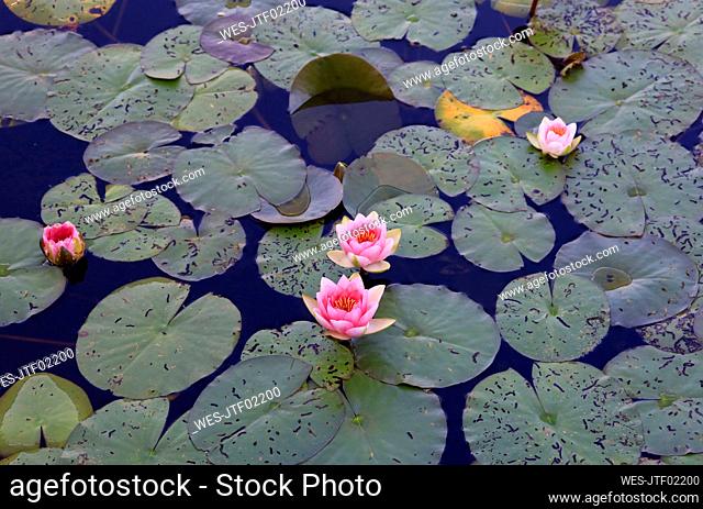 Pond filled with water lilies