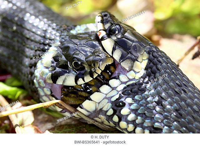 grass snake (Natrix natrix), series picture 17, two snakes fighting for a frog, Germany, Mecklenburg-Western Pomerania