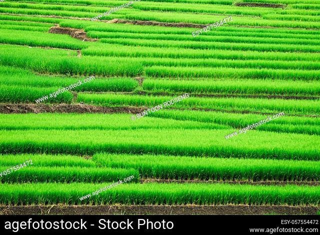 Terrace rice fields in Mae Chaem District Chiang Mai, Thailand
