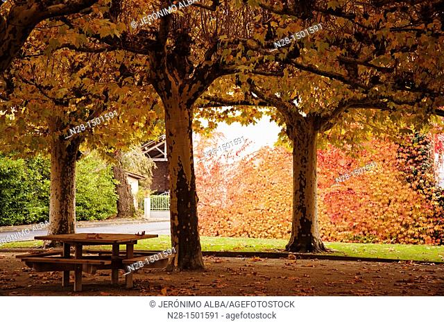 Autumn Landscape in Manciet, Midi Pyrenees, Gers, France