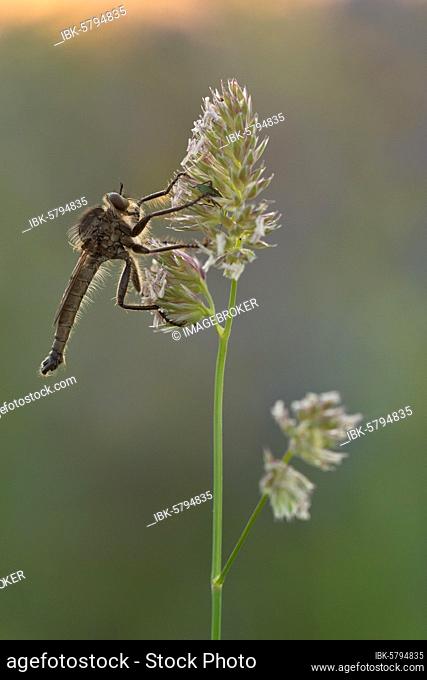 Robber fly (Asilidae) sits in a warm light on a grassy lawn, Bavaria, Germany, Europe
