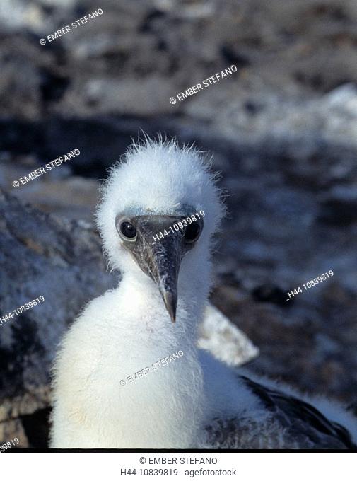 Equador, Galapagos Islands, Frigatebird, Fregata, bird, birds, animal, animals, fauna, nature, young, chick, portrait