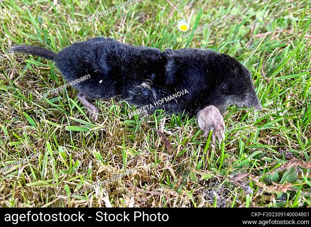 European mole (Talpa europaea), dead. (CTK Photo/Marketa Hofmanova)
