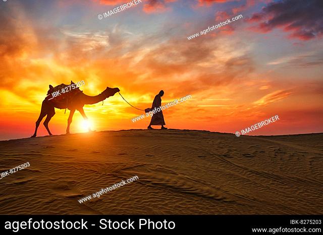 Indian cameleer (camel driver) bedouin with camel silhouettes in sand dunes of Thar desert on sunset. Caravan in Rajasthan travel tourism background safari...