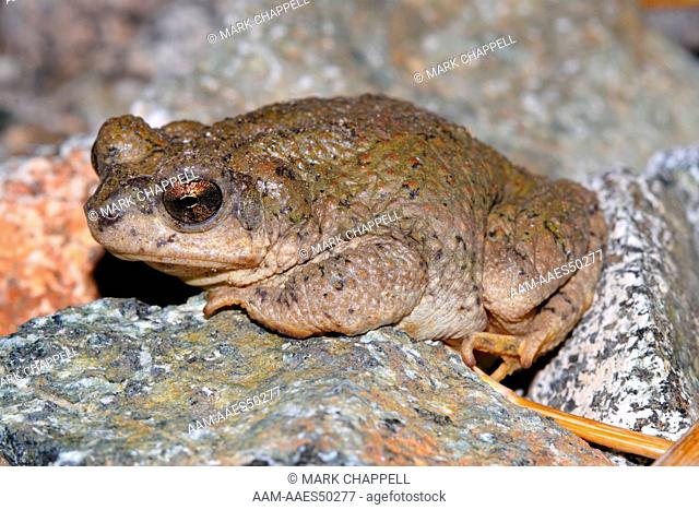 Red-spotted Toad (Bufo punctatus), Deep Canyon, Riverside County, California, USA