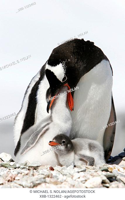 Gentoo penguin Pygoscelis papua parent feeding downy chick on Pleneau Island, near the Antarctic Peninsula