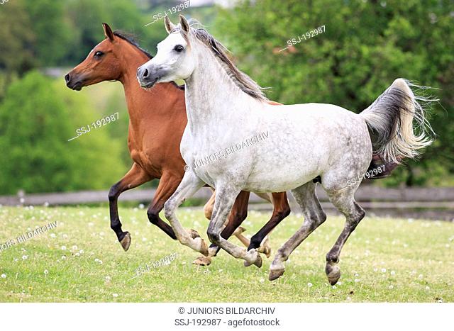 Arabian Horse. Gray mare with bay yearling galloping on a pasture. Austria