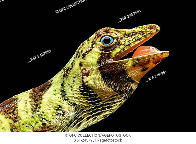 Female Banded Tree-Anole lizard (Anolis transversalis) characterized by blue eyes, Iguana family (Iguanidae), Amazon rainforest, Yasuni National Park, Ecuador