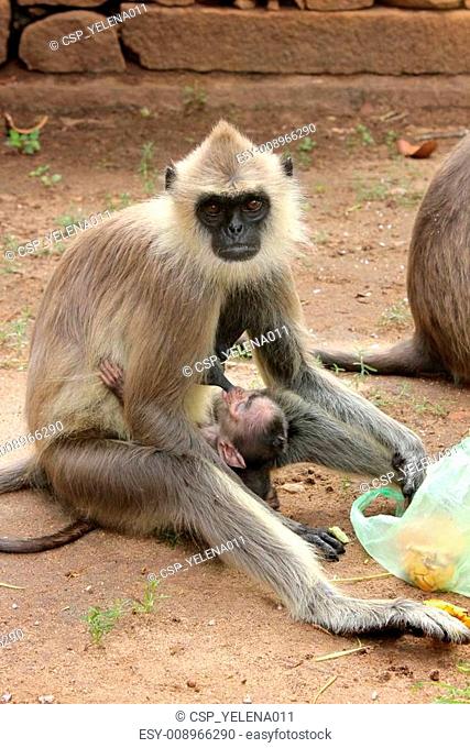Monkey breasting a baby