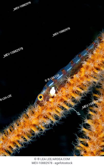 Large Whip Goby - on the Gorgonian Junceella sp (Bryaninops amplus )
