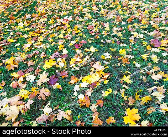 autumn yellow leaves lie on the ground like a carpet, on the green grass background
