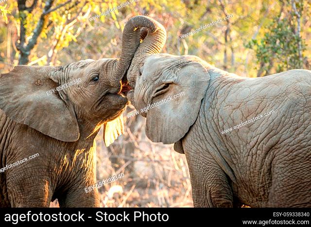 Young Elephants playing in the Kruger National Park, South Africa