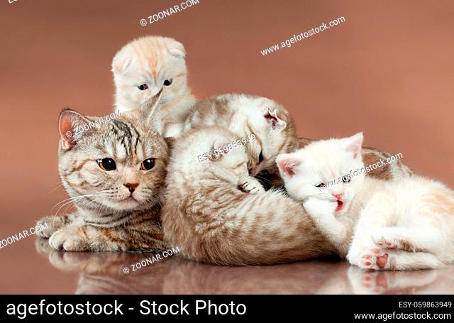 family group of four beautiful kitten with mother, breed scottish-fold, lie on brown background