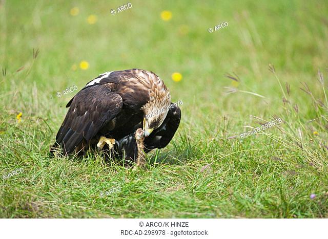 Imperial Eagle with prey, European Ground Squirrel, Marchauen, Lower Austria, Austria / Aquila heliaca, Citellus citellus / European Suslik