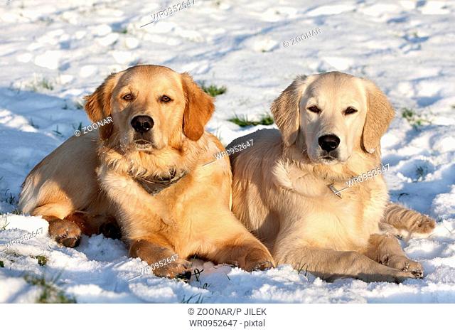 Two dogs Golden Retriever lying in the snow in winter