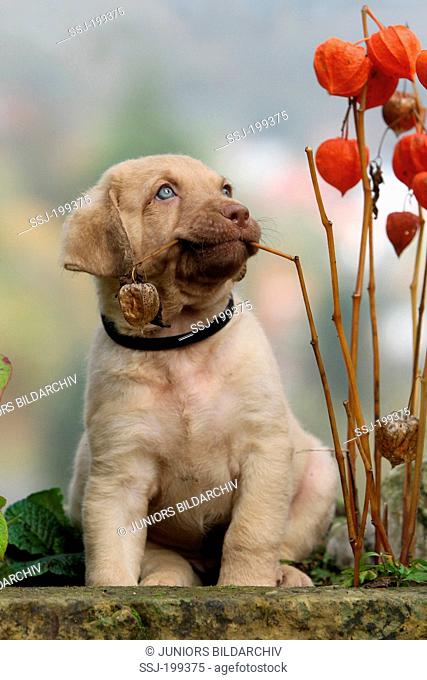 Chesapeake Bay Retriever. Puppy (6 weeks old) chewing on Chinese Latern stalks. Germany