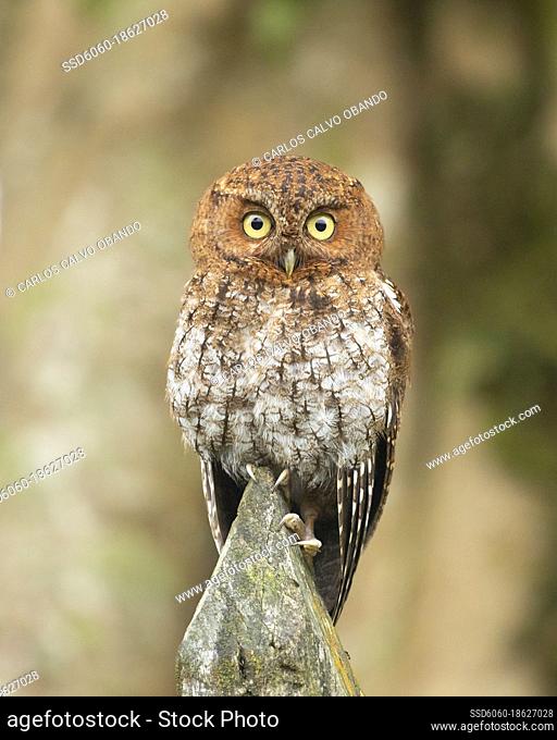 A bare-shanked screech-owl looks right at the camera