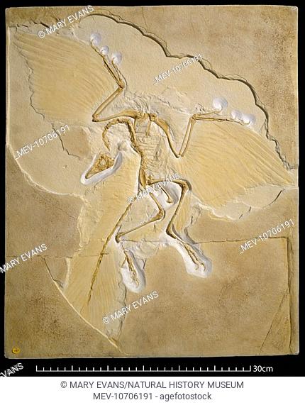 Cast of the Archaeopteryx fossil specimen held at the Berlin Natural History Museum. It shows clearly the spread-out wings and long clased fingers