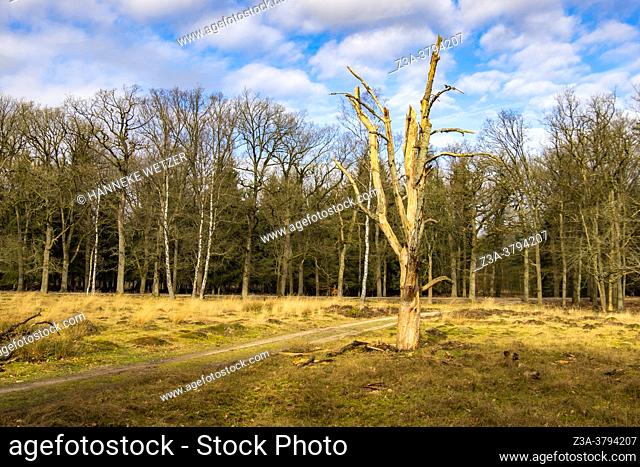 Dead wood in Dutch forest, The Netherlands, Europe