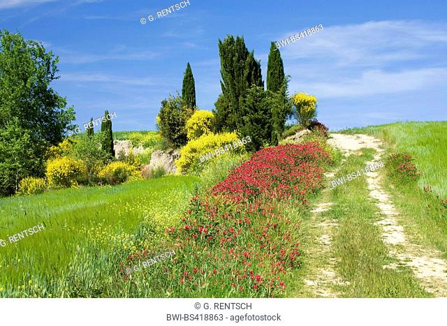 blooming flowers on field path in Tuskany, Italy, Tuscany