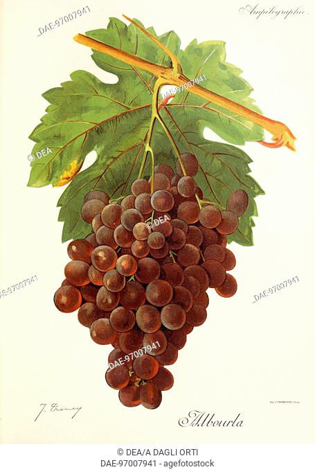 Pierre Viala (1859-1936), Victor Vermorel (1848-1927), Traite General de Viticulture. Ampelographie, 1901-1910. Tome IV, plate: Albourla grape