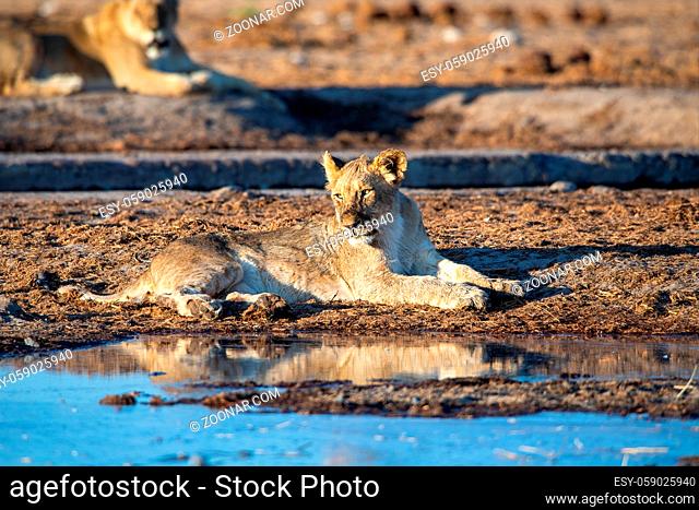 Lion at Etosha National Park, Namibia