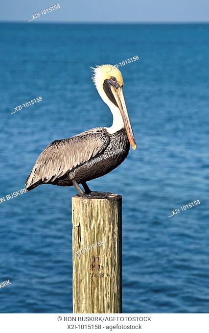 Marathon Key, FL - Dec 2008 - Brown Pelican Pelecanus occidentalis perched on wooden pile along the coastline at Marathon Key, Florida