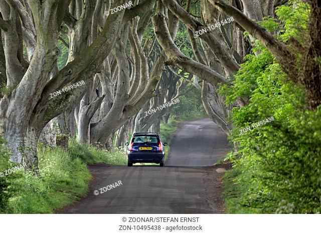 Beech tree avenue, The Dark Hedges, Ballymoney, County Antrim, Northern Ireland, United Kingdom, Eur