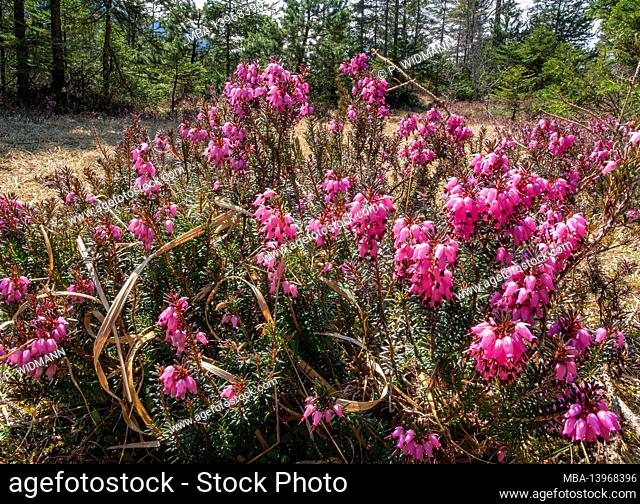 Blooming snow heather, winter heather, spring heather (Erica carnea, Erica herbacea), Bavaria, Germany, Europe