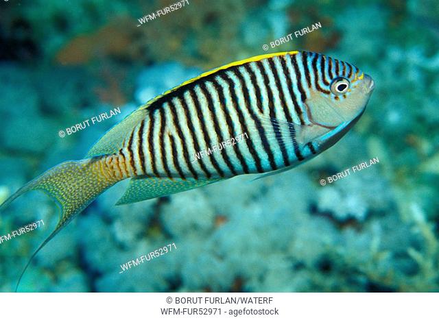 Zebra Lyretail Angelfish, Genicantus caudovittatus, Ras Mohammed, Sinai, Red Sea, Egypt