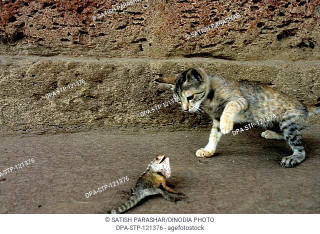 Hunting tussle withen cat and lizard in varandha of house ; taluka Lanja ; district Ratnagiri ;  Maharashtra ; India ; Asia