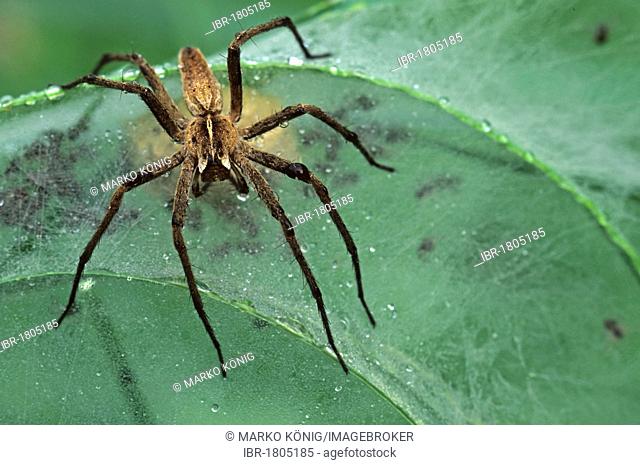 Nursery Web Spider (Pisaura mirabilis) with cocoon and spiderlings