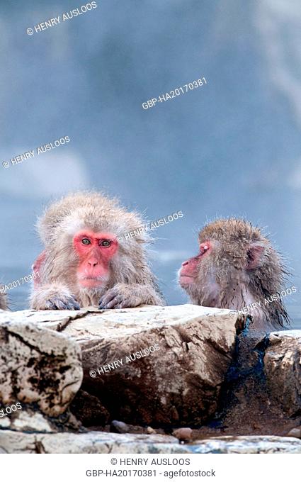 Monkey-Japanese, Macaca fuscata (Macaque Japon) Japan