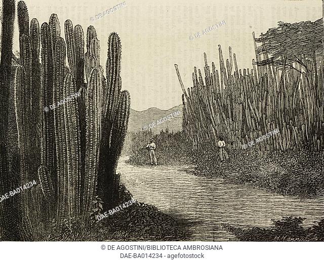 Cactuses, Kingston, Jamaica, the Challenger expedition, illustration from the magazine The Graphic, volume XIV, no 367, December 9, 1876