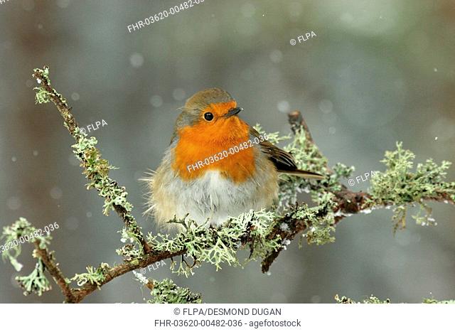 European Robin Erithacus rubecula adult, perched on lichen covered twig, in snowfall, Abernethy Forest N R , Cairngorms N P , Highlands, Scotland