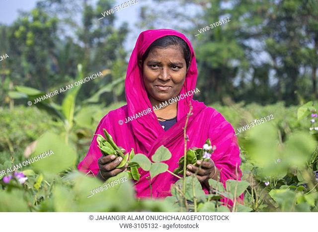 A village woman picking Handful fresh board bean (Sheem) at Jessore, Bangladesh