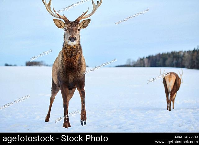 red deer (cervus elaphus), stag, winter, clearing, frontal, stand, gaze camera