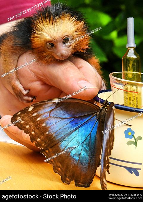 19 July 2022, Saxony-Anhalt, Wittenberg Lutherstadt: At Alaris Butterfly Park, three-week-old golden-headed lion monkey ""Irene"" curiously looks at a blue sky...